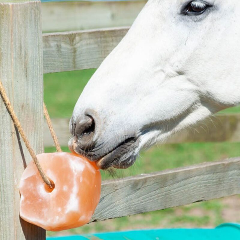 himalayan salt lick for animals